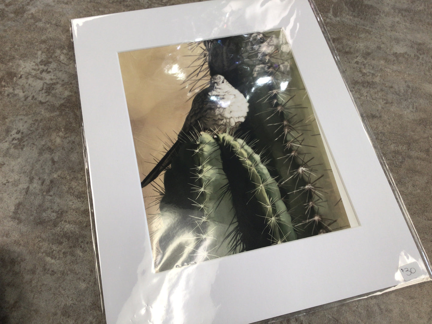 JP-06 Matted Print - Cactus Dove (Mourning Dove)