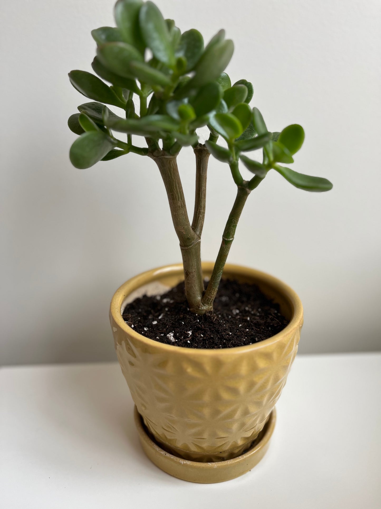 Jade Plant with Yellow Pot