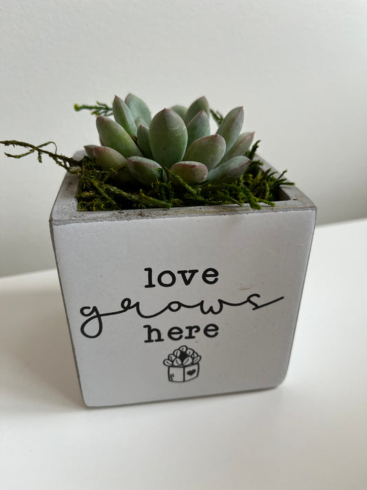 SUC - Love Grows Here Concrete Planter with Succulent