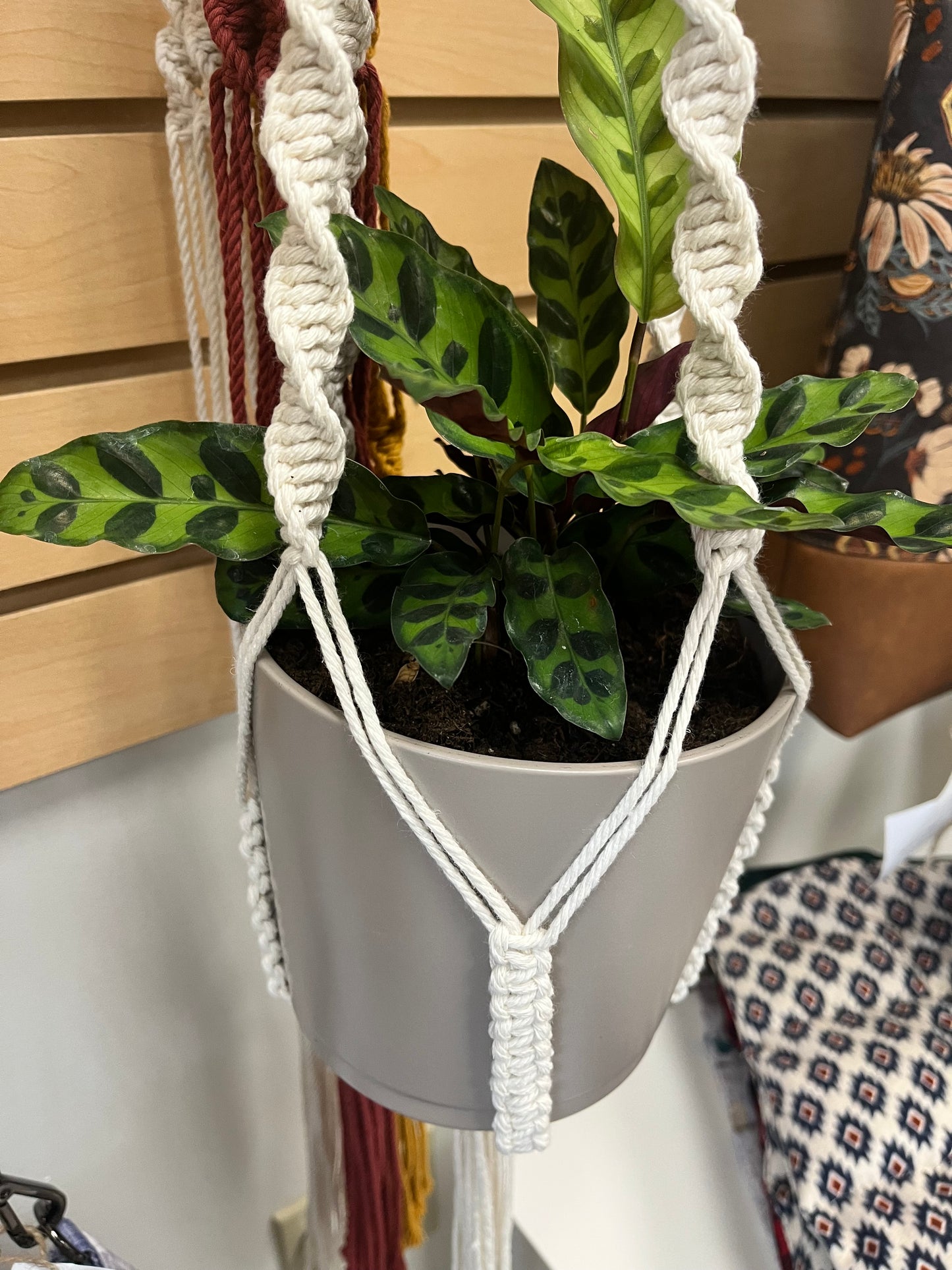 P6 - Rattlesnake Plant and Pot