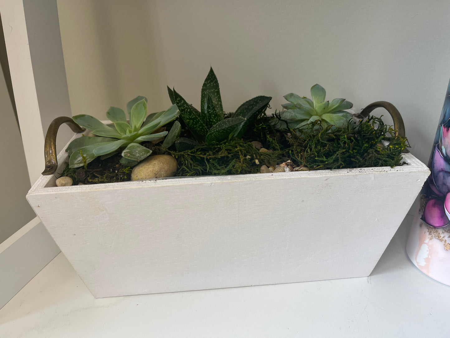 P4 - Succulent Trio Box