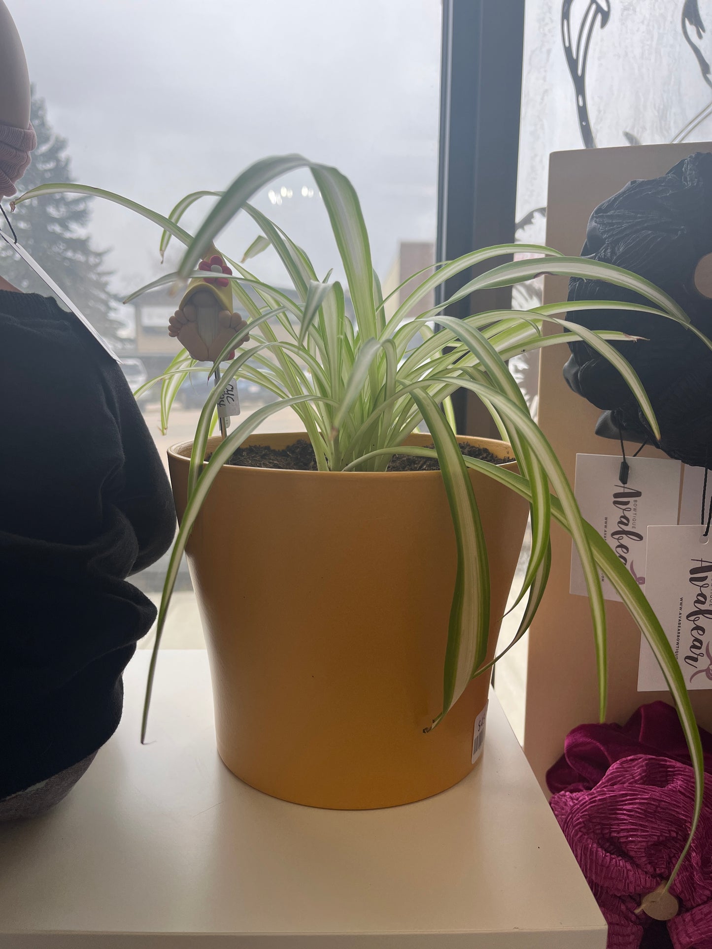 P2 - Large Spider Plant with Mustard Pot