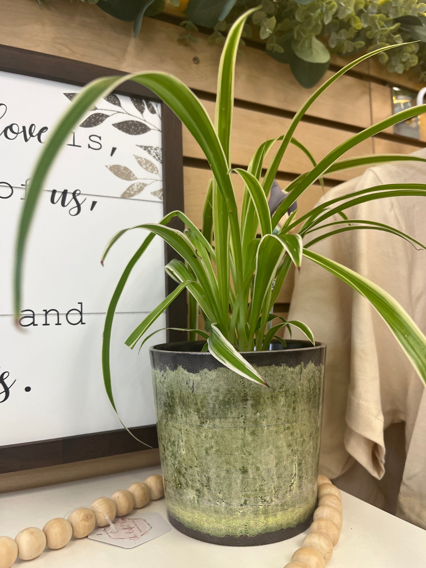 P5 - Small Spider Plant and Pot