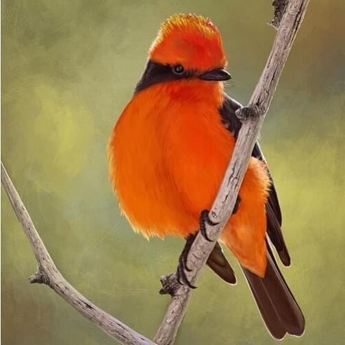 JP-13 Matted Print - Vermilion Flycatcher