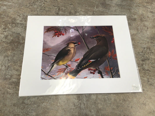 JP-05 Matted Print - Mountain Waxwings